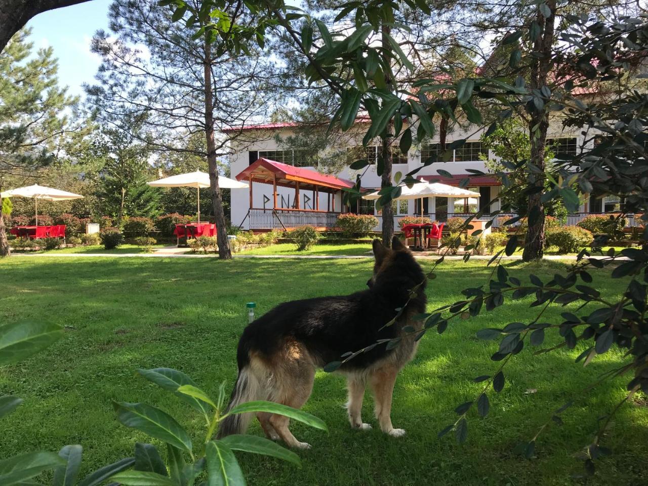 pınar kır evi Artvin Dış mekan fotoğraf